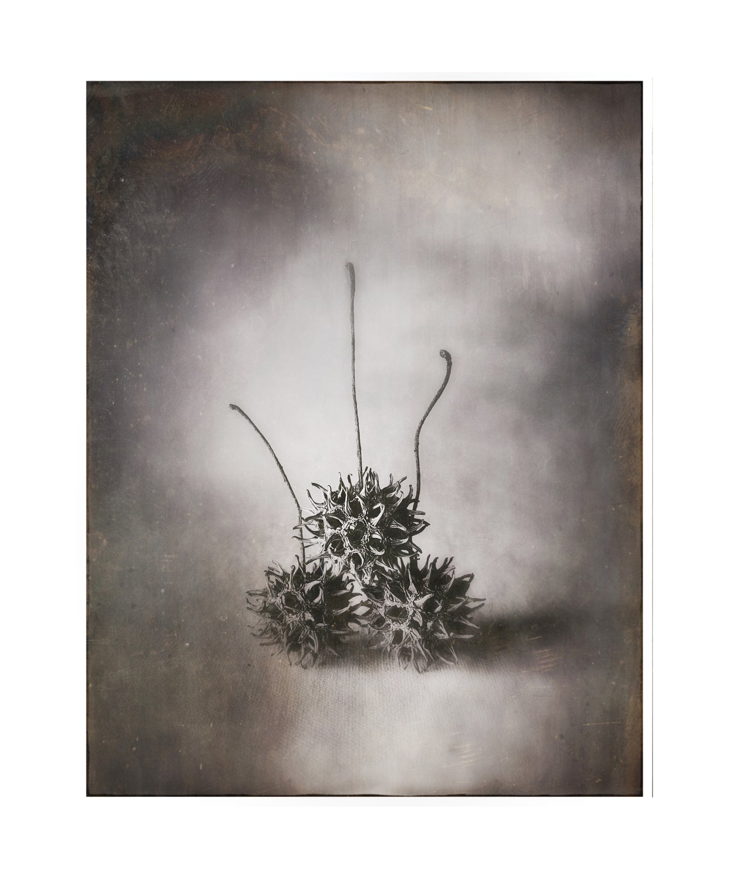 3 Seed Pods