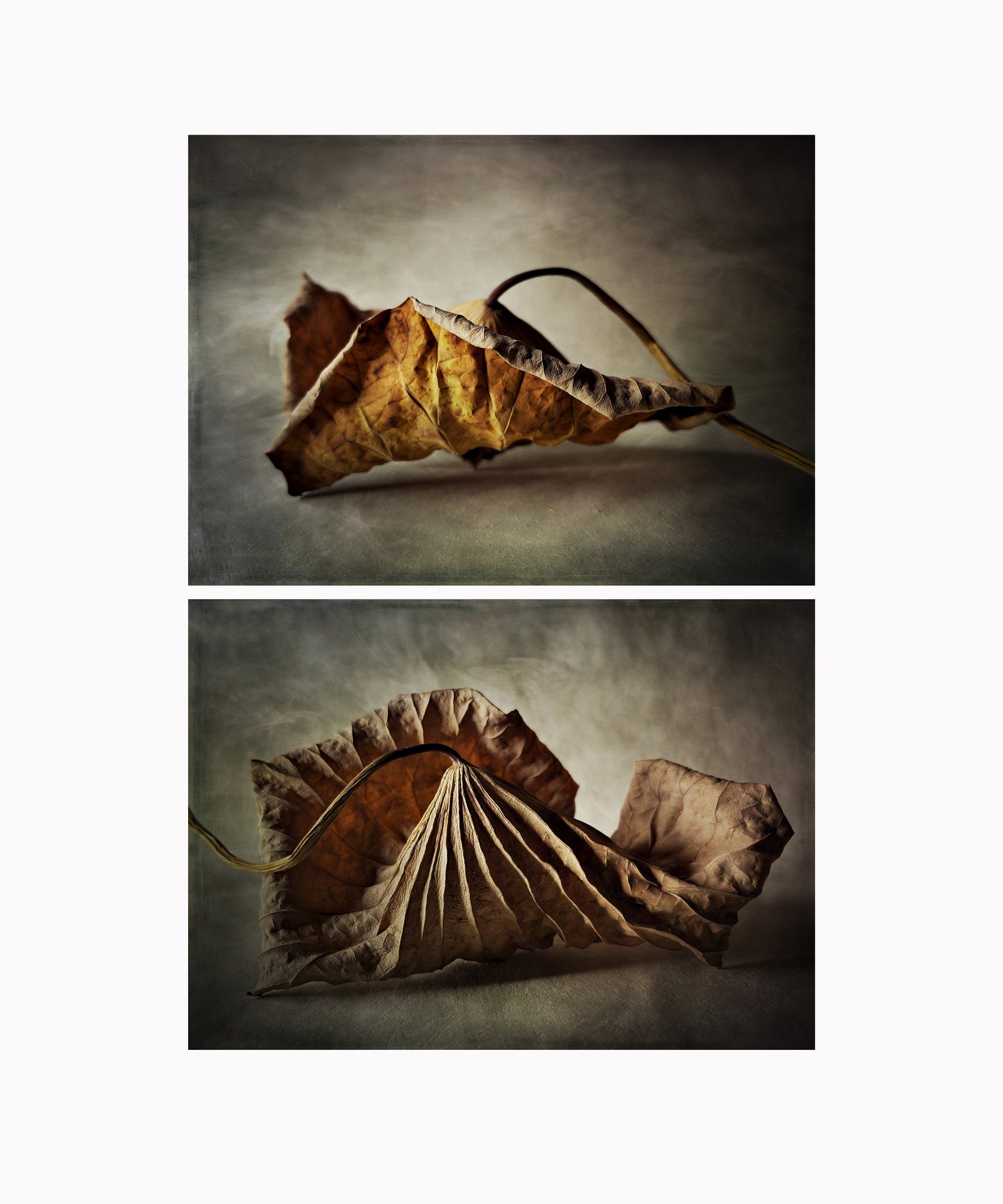 Lotus Leaf Diptych 2