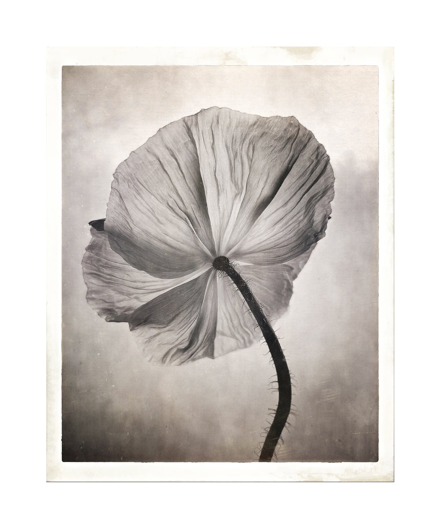Sheer Poppy 1