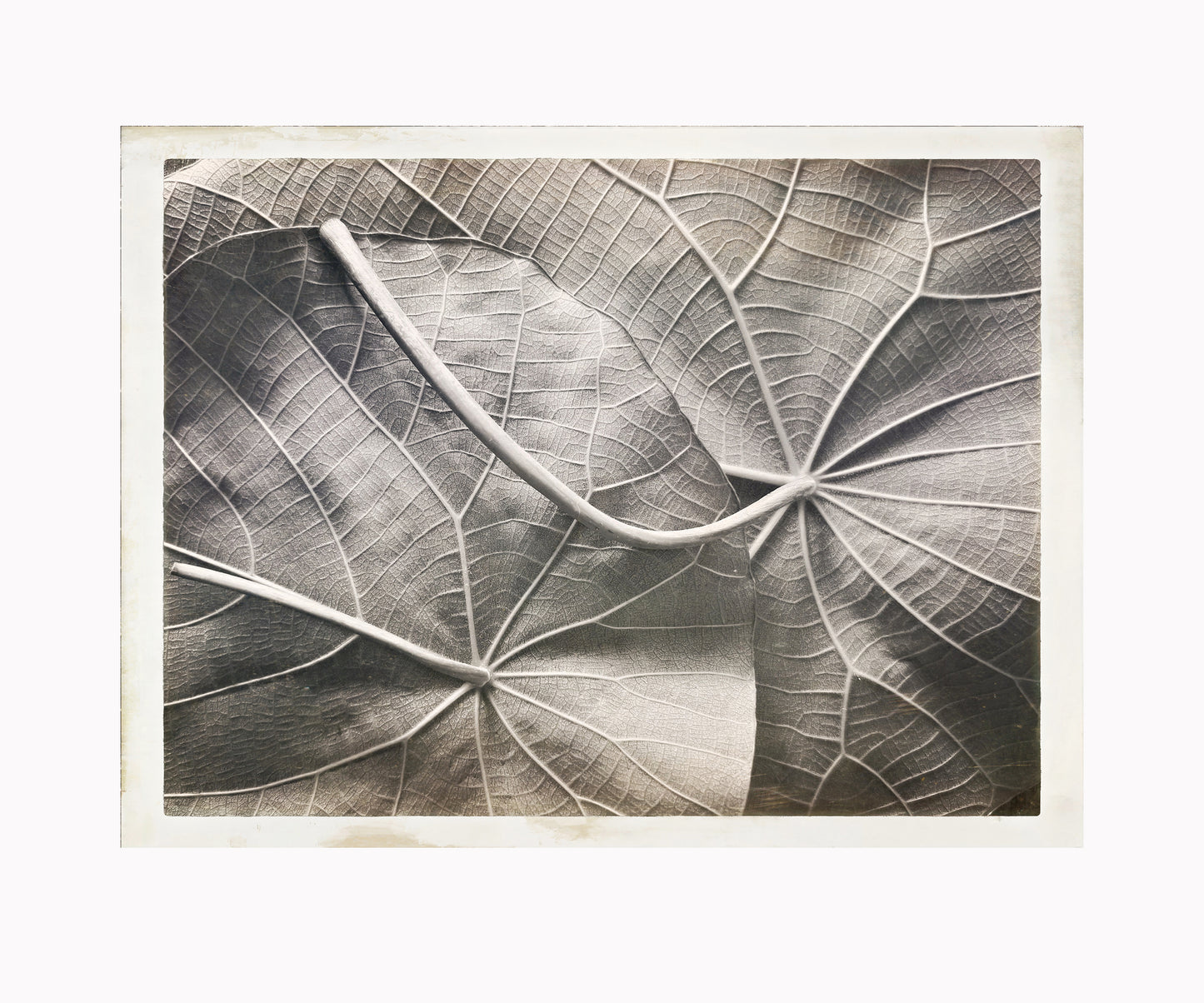 A Map of Leaves 2