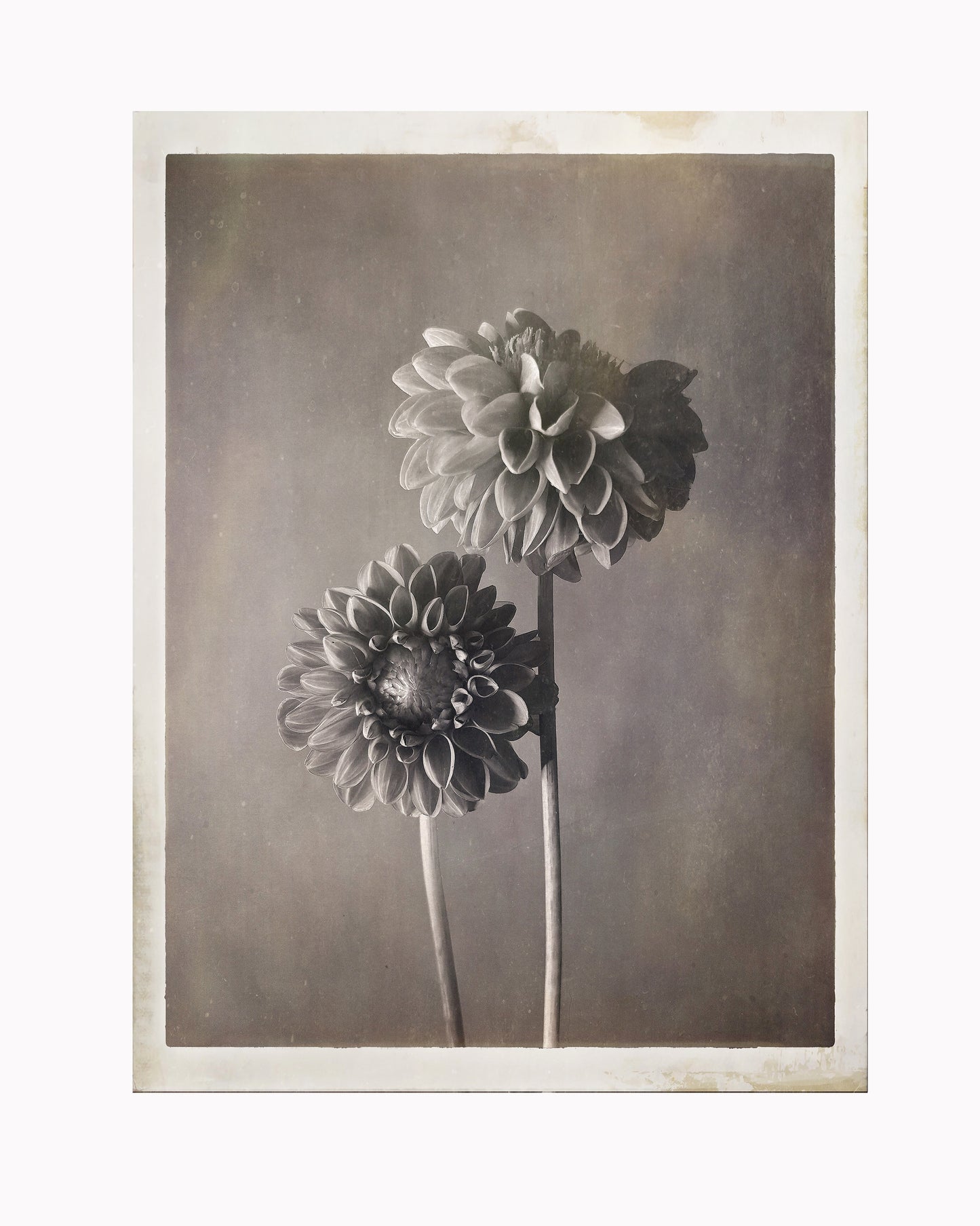 Dahlia Monochrome 2