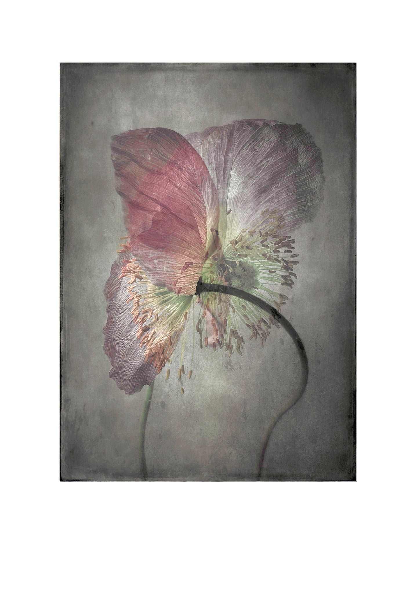 Iceland Poppy