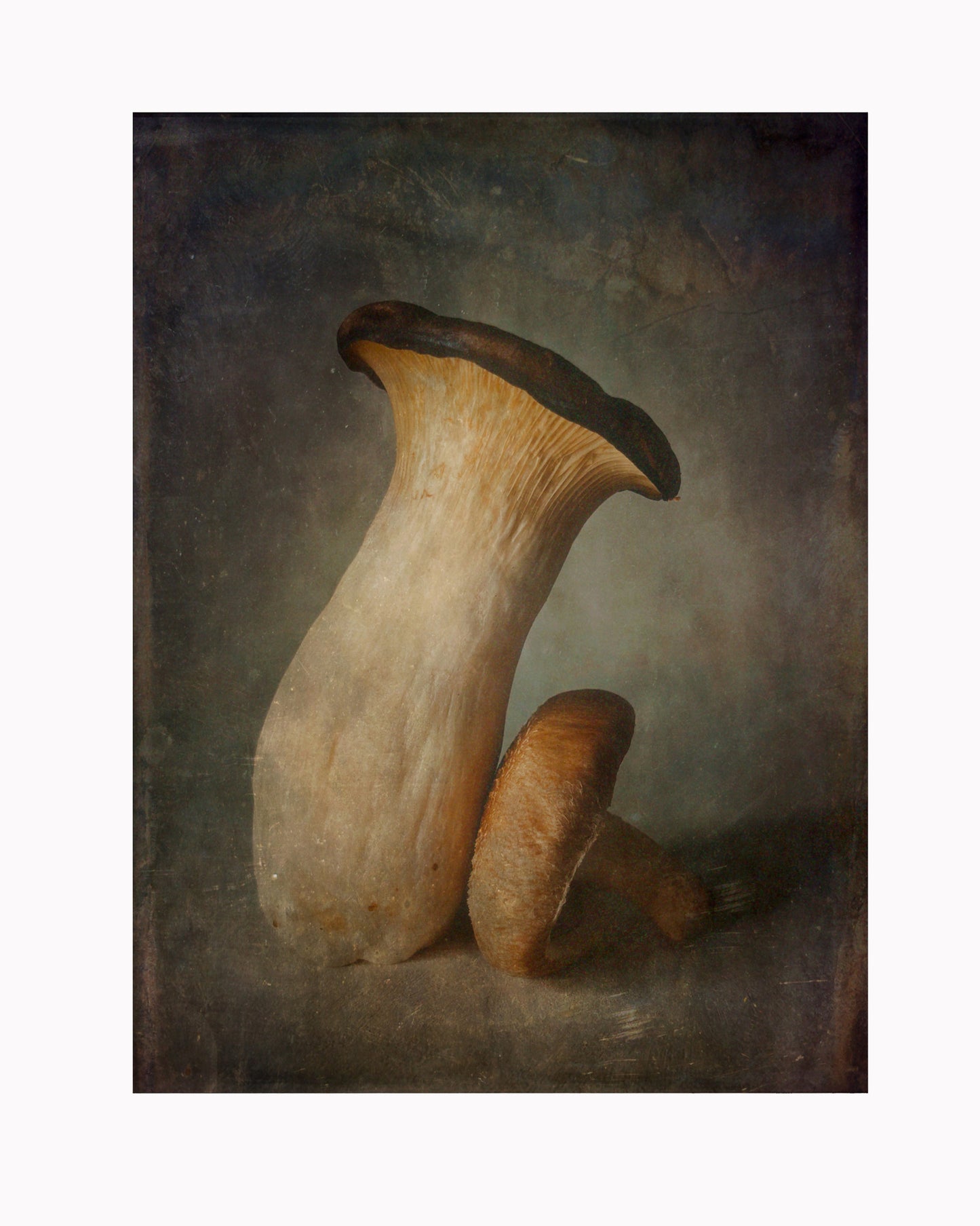 King Oyster Mushroom