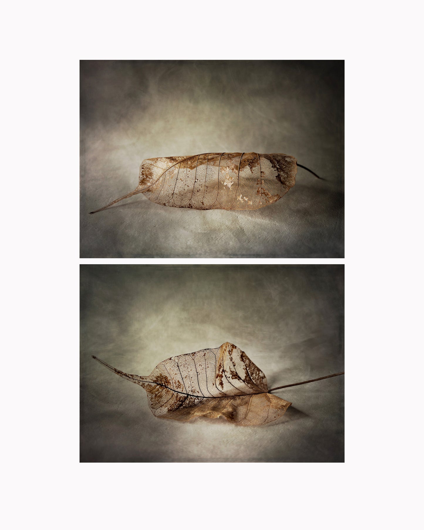Lace Leaf Diptych