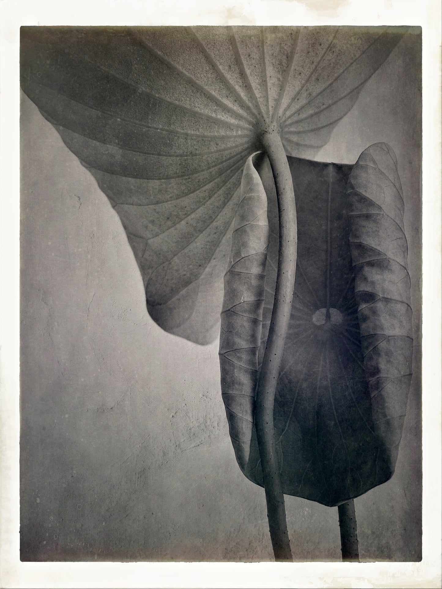 Monochrome photograph of 2 Lotus Leaves entwined
