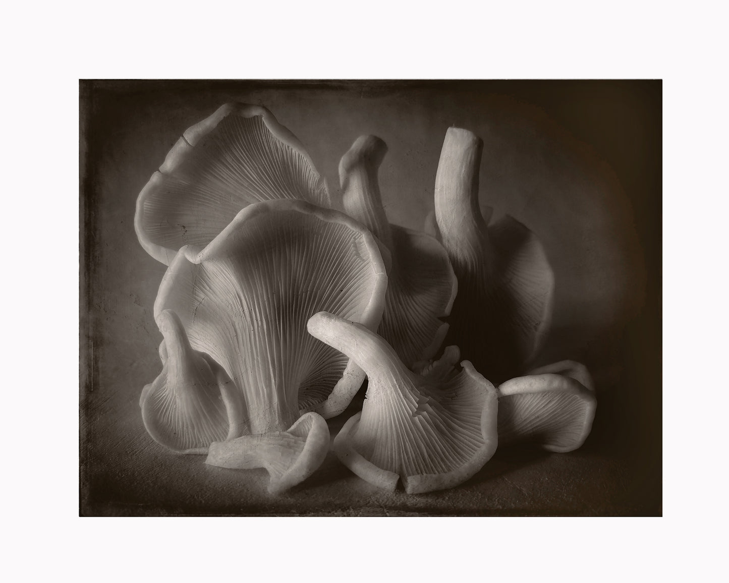 Oyster Mushroom landscape