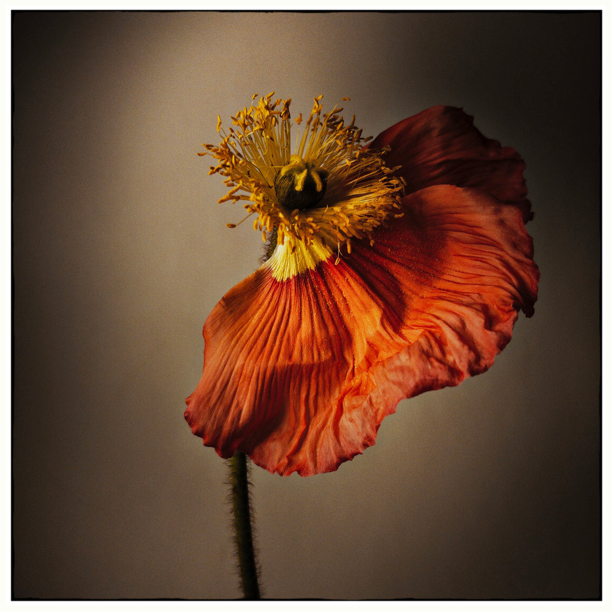 Poppy 1