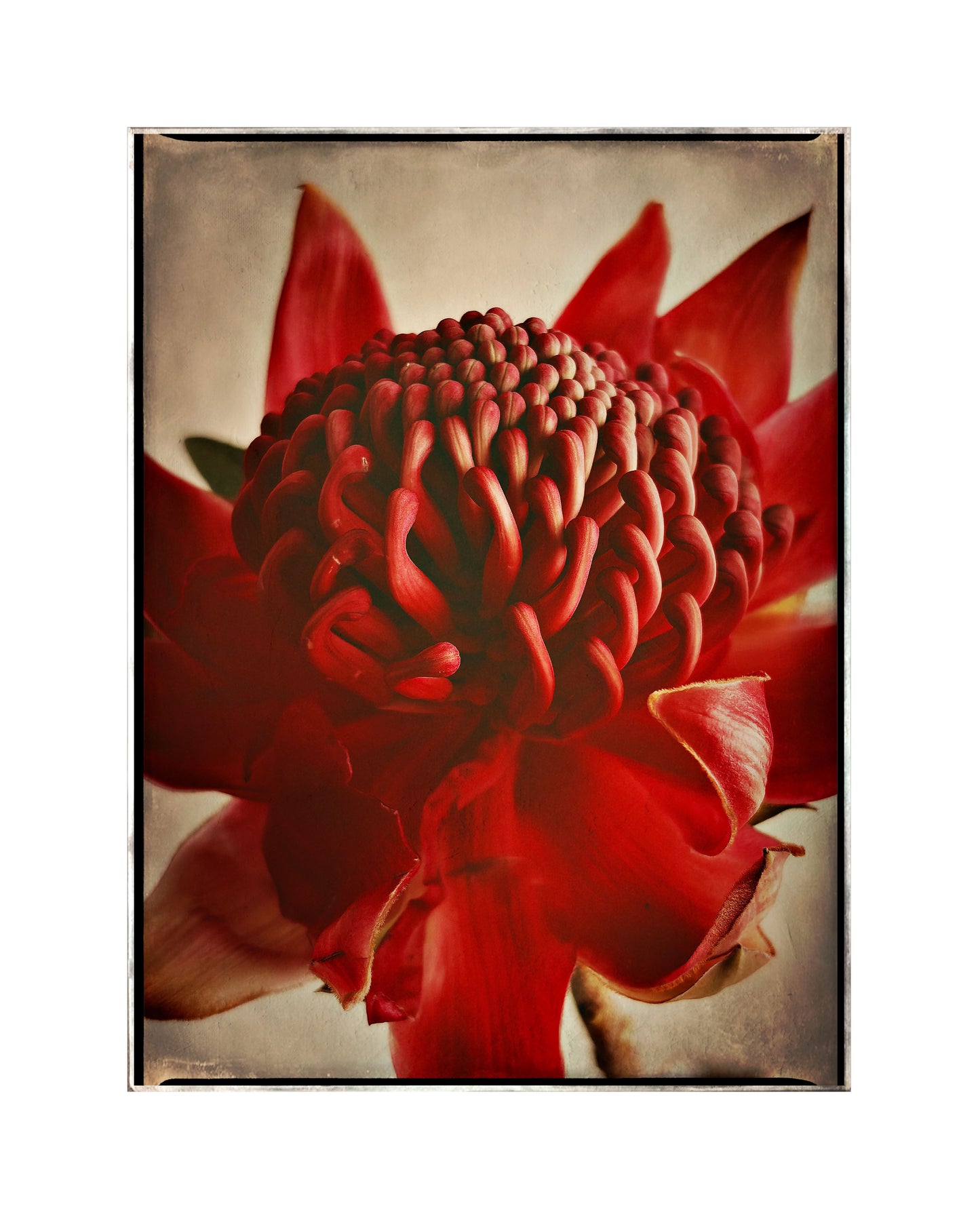 Red Waratah