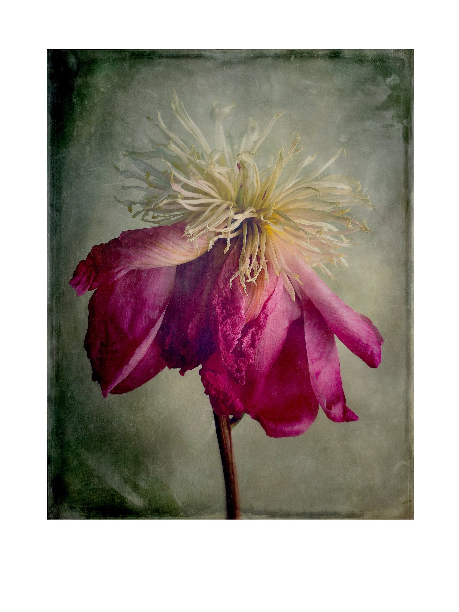 Botanicals