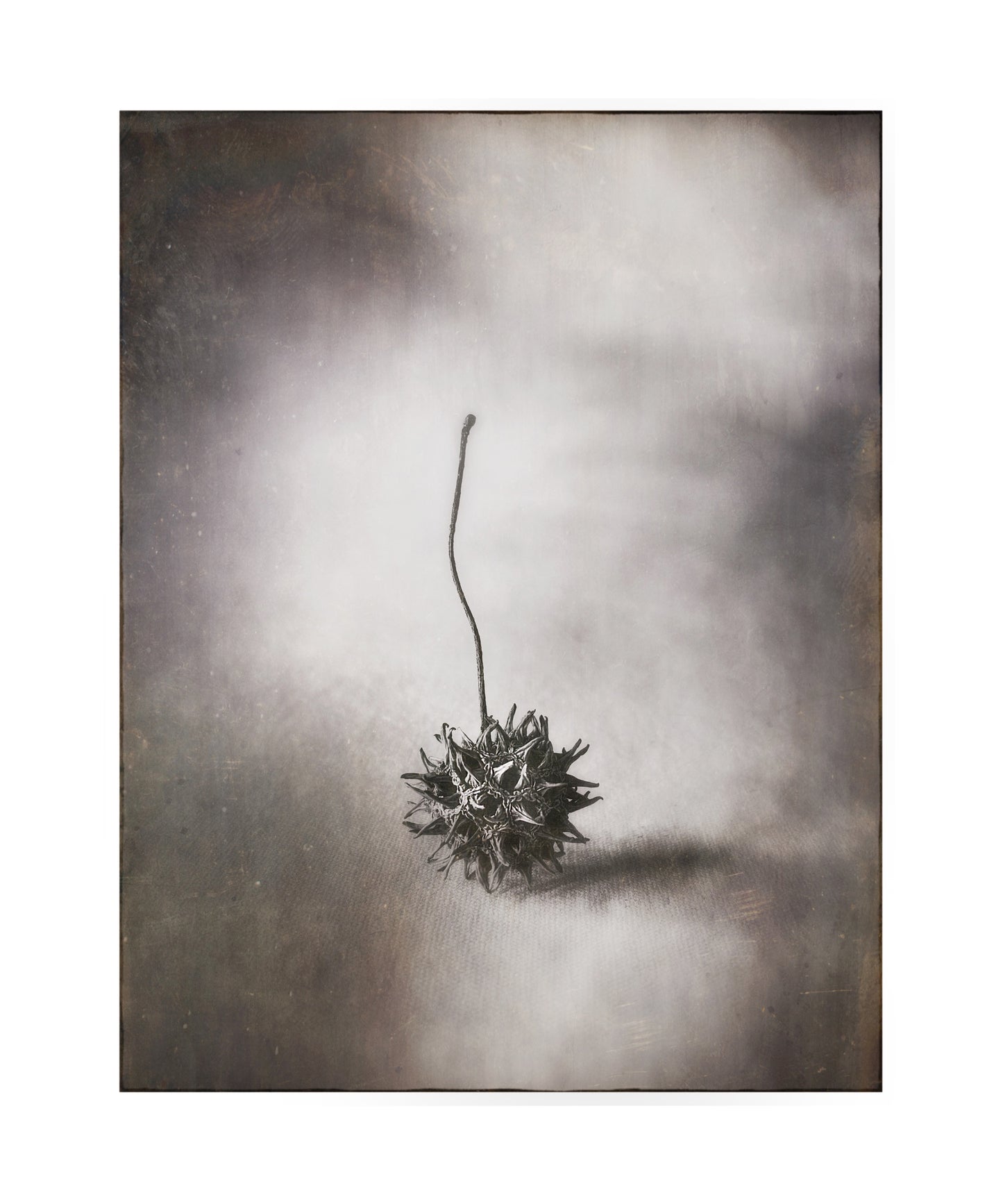 Seed Pod