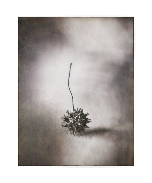 Seed Pod