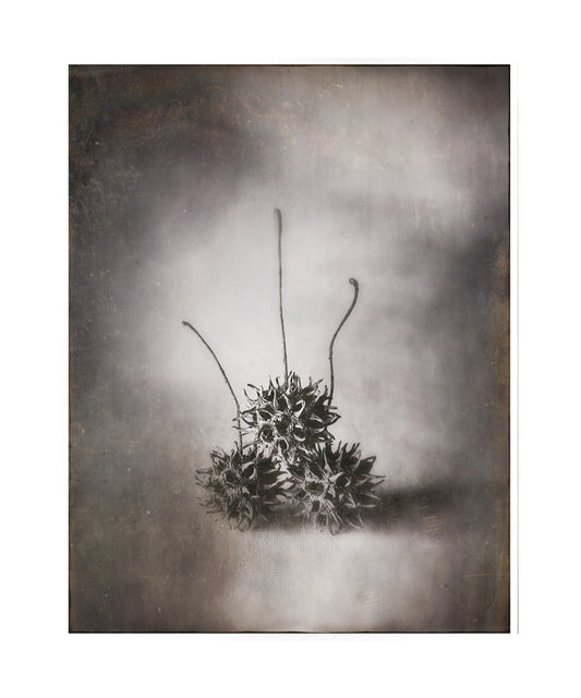3 Seed Pods
