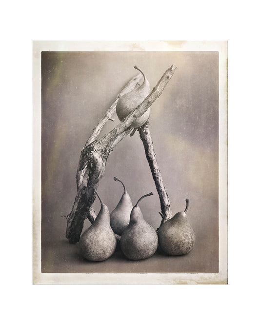 Five Pears & an Old Fuchsia Branch