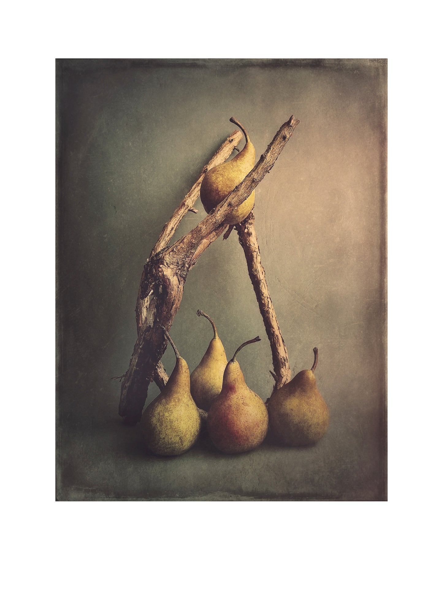 Five Pears & an Old Fuchsia Branch -colour