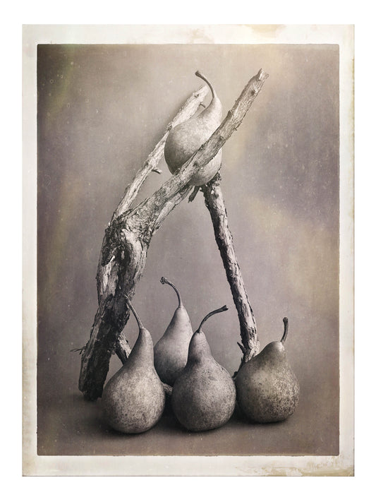 Five Pears & an Old Fuchsia Branch