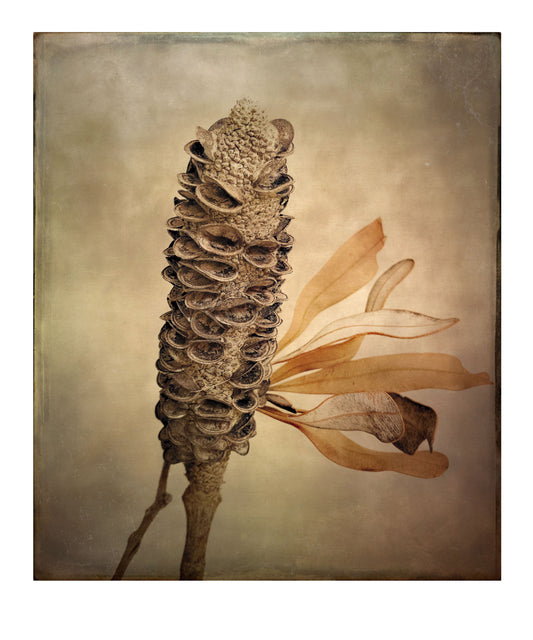 Banksia Flying Leaves