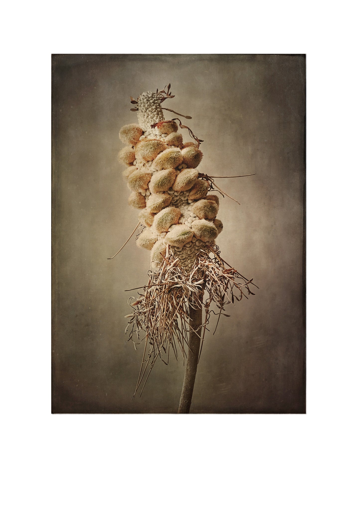 Banksia Integrifolia