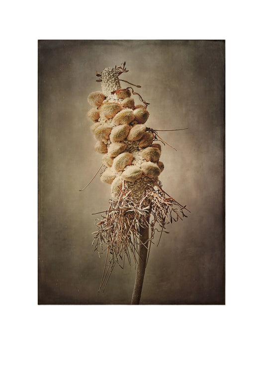 Banksia Integrifolia