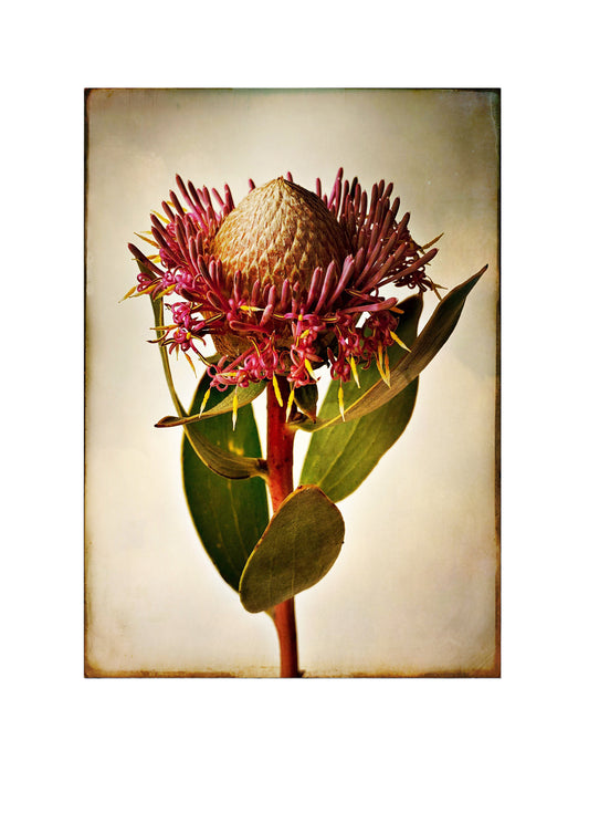 Isopogon latifolius