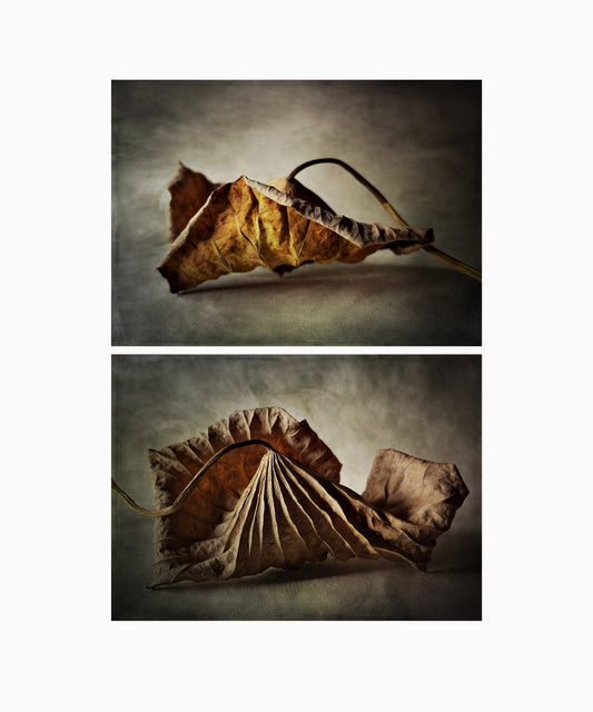 Lotus Leaf Diptych 2