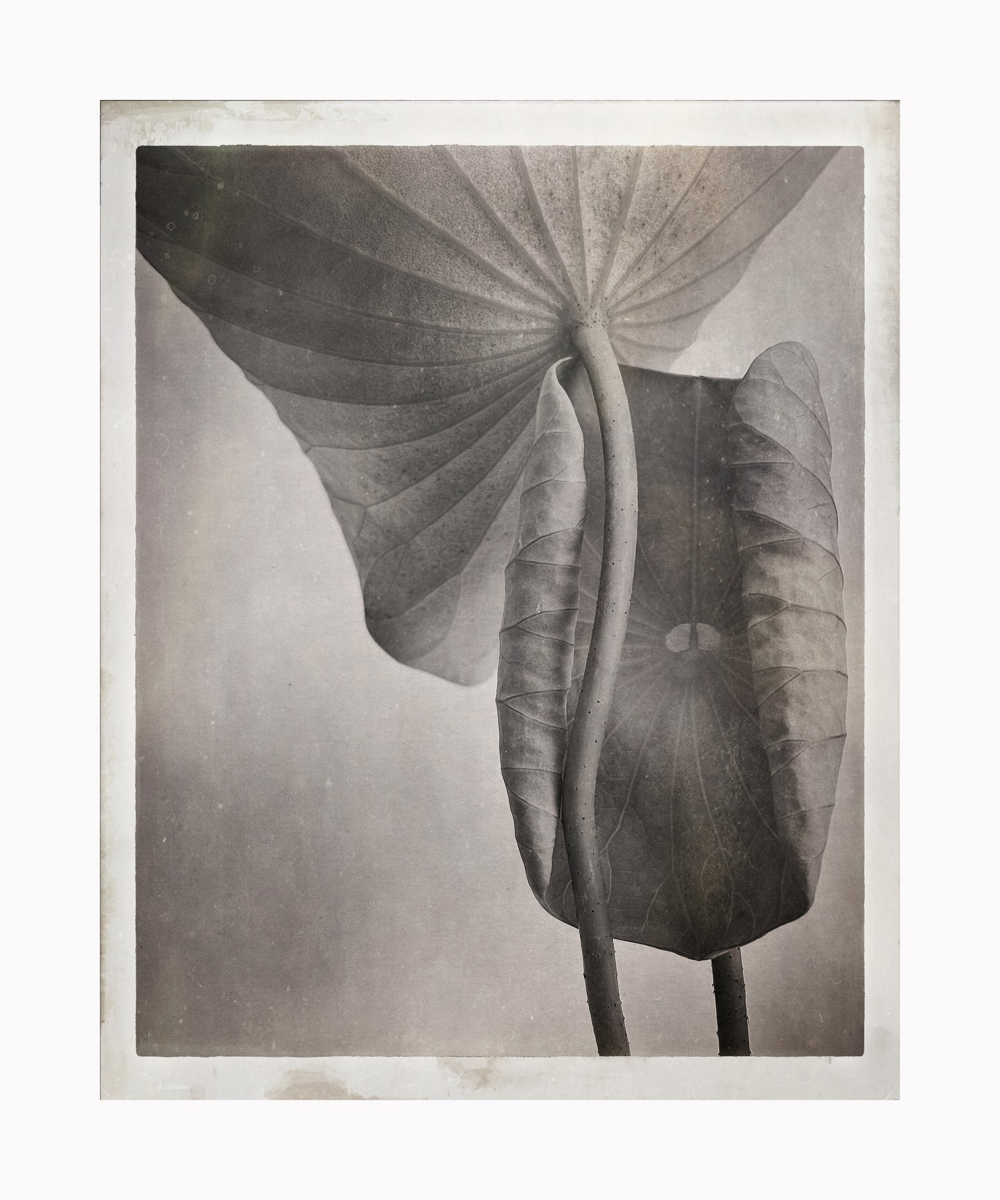 Lotus Leaf Duo