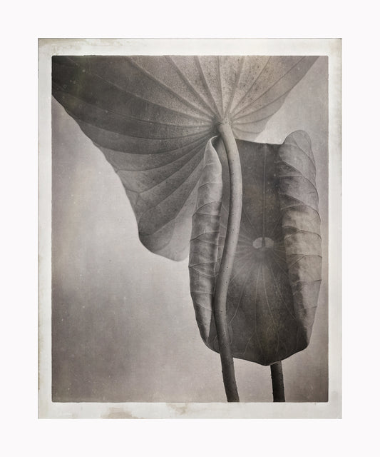 Lotus Leaf Duo