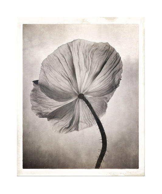Sheer Poppy 1
