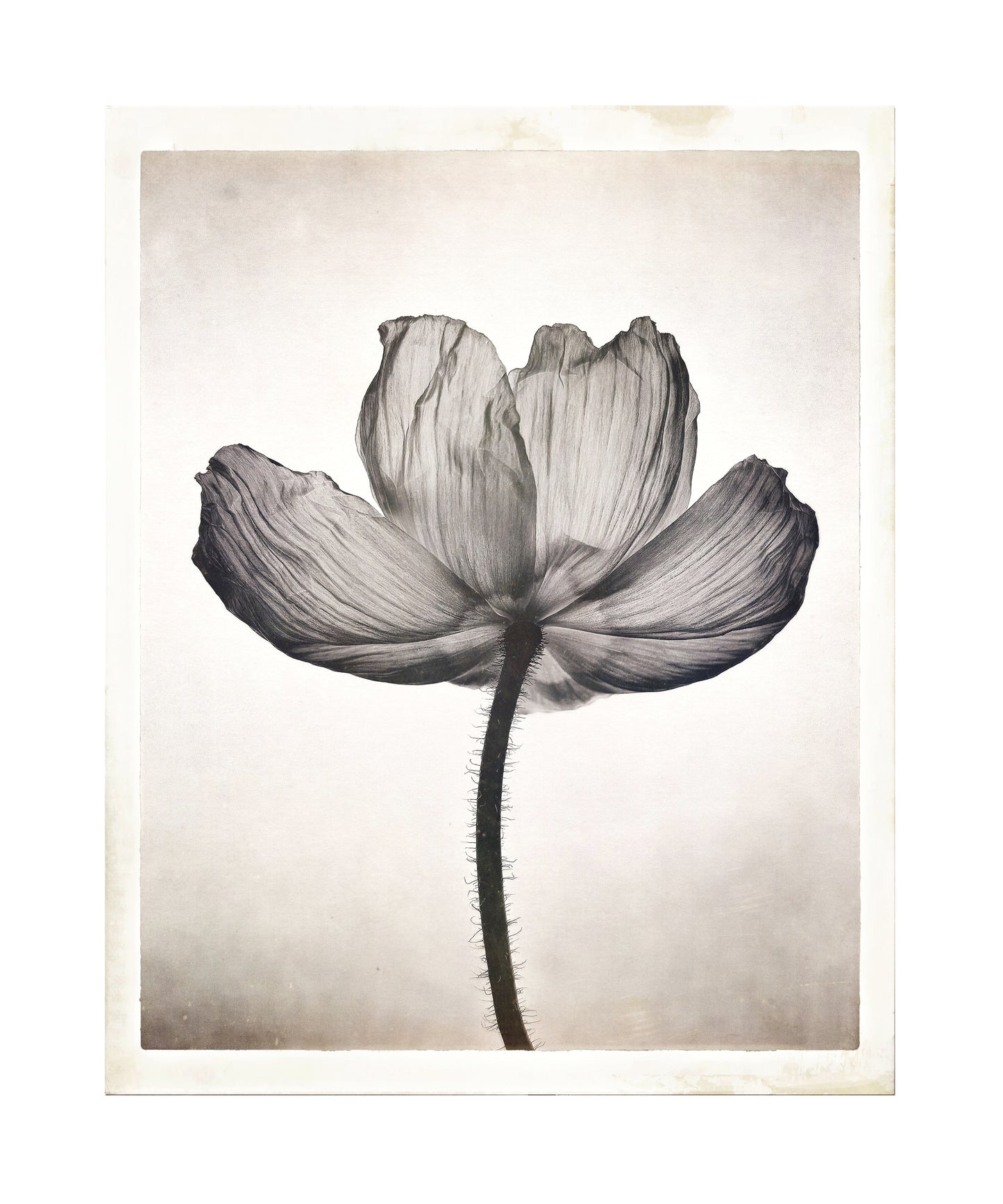 Sheer Poppy 2