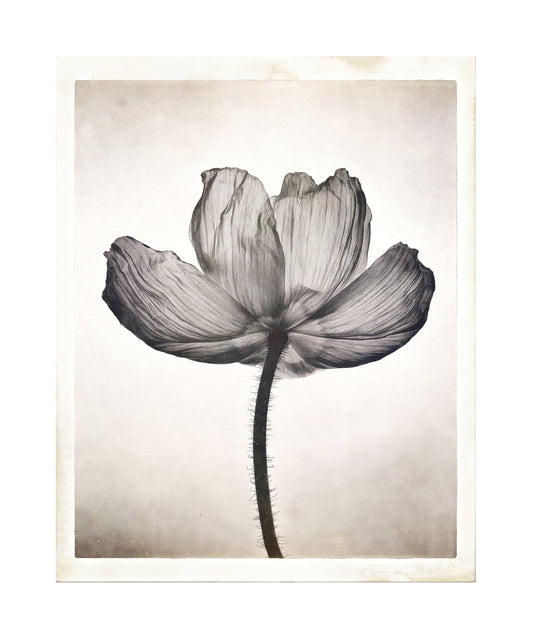 Sheer Poppy 2