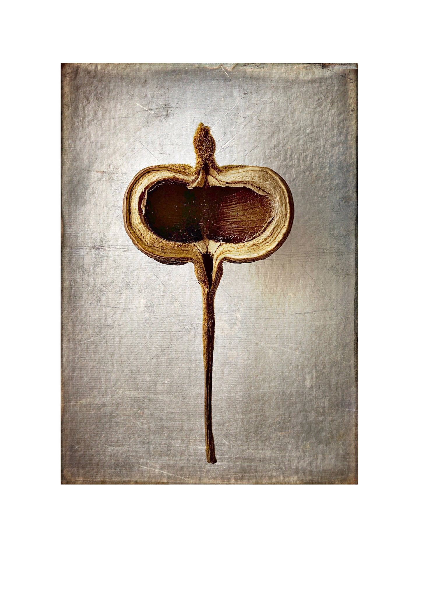 Unknown Seed Pod