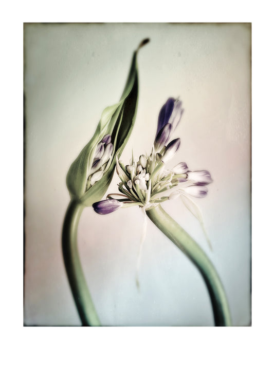 Agapanthus Stems 2