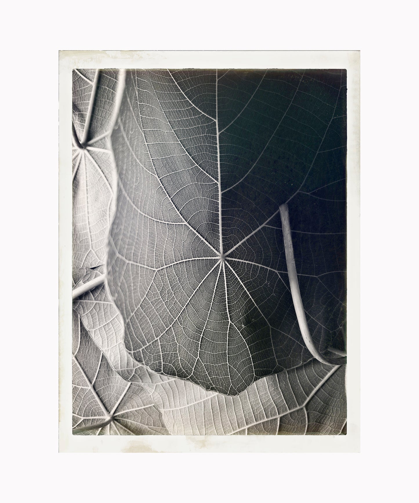 A Map of Leaves 1