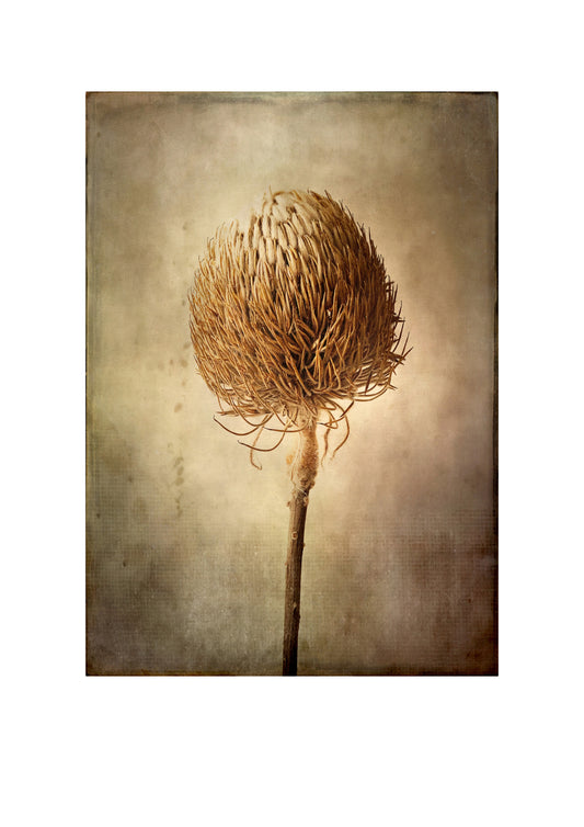 Banksia Baxteri