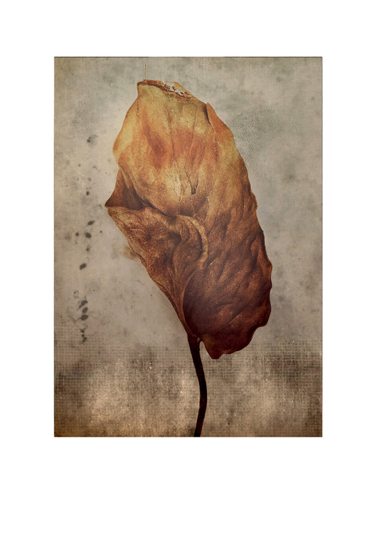 Beauty in Age