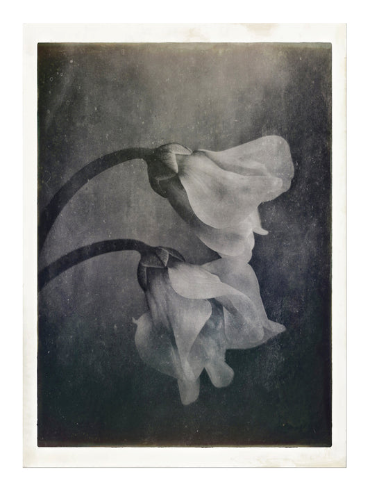 Cyclamen Pair
