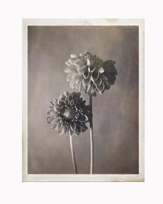 Dahlia Monochrome 2
