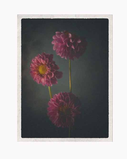 Dahlias Pink