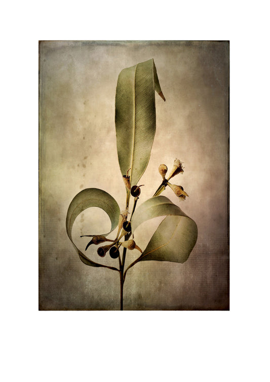 Heart Gum Leaves