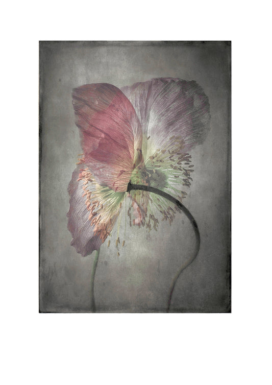 Iceland Poppy