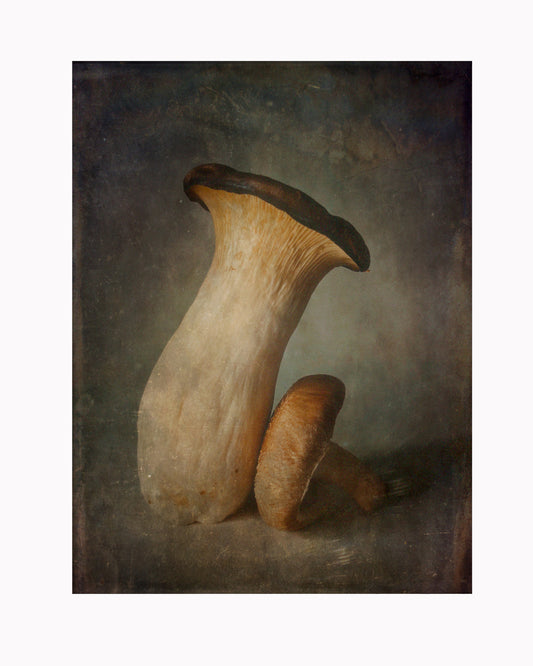 King Oyster Mushroom