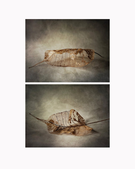 Lace Leaf Diptych