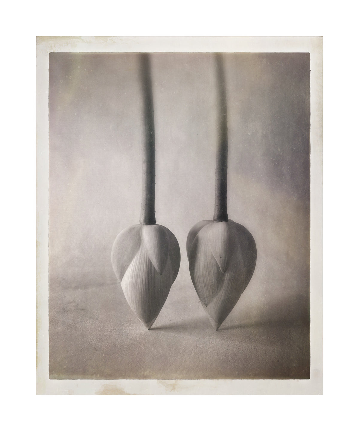 Lotus Buds
