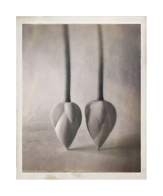 Lotus Buds