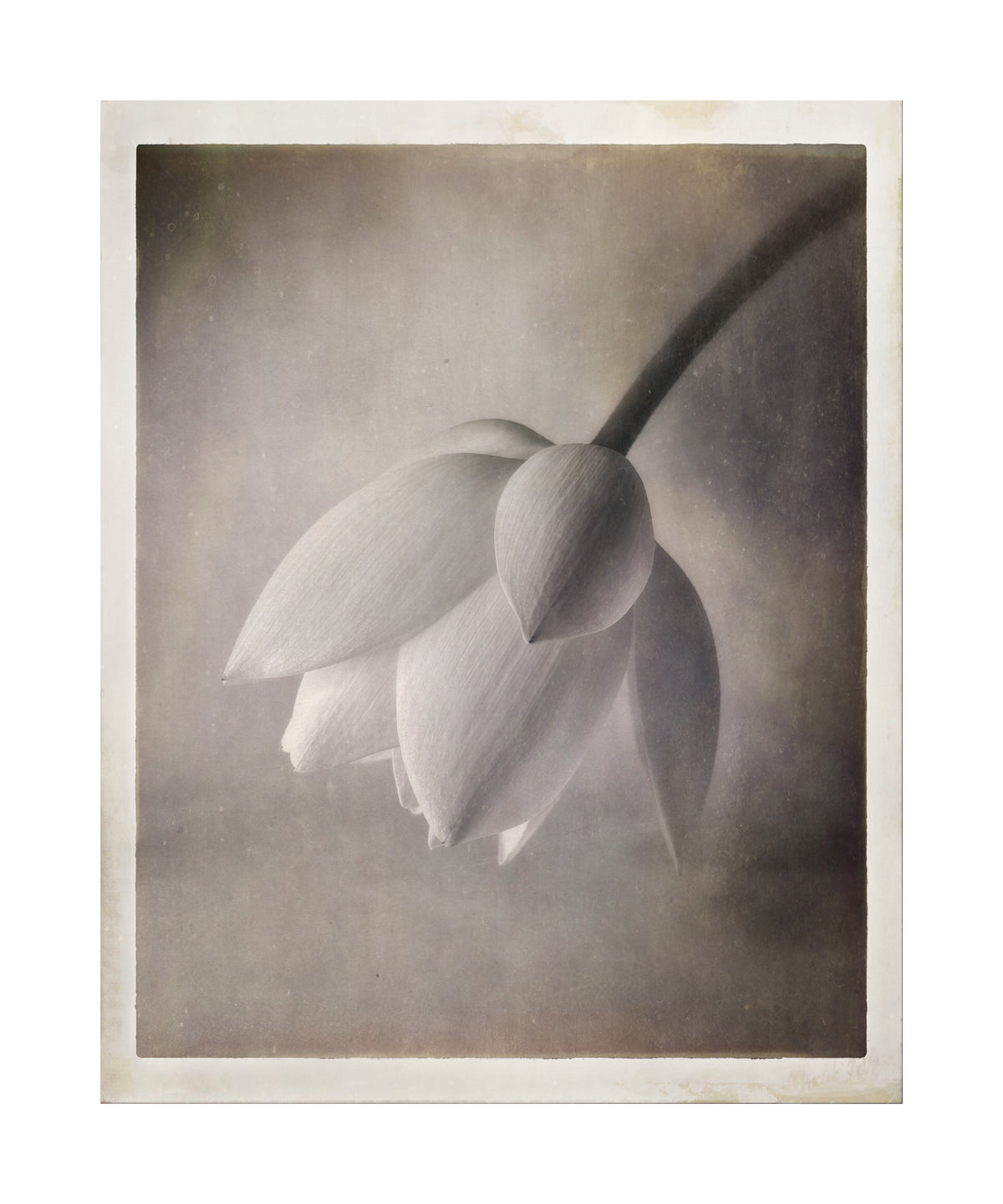 Lotus Flower