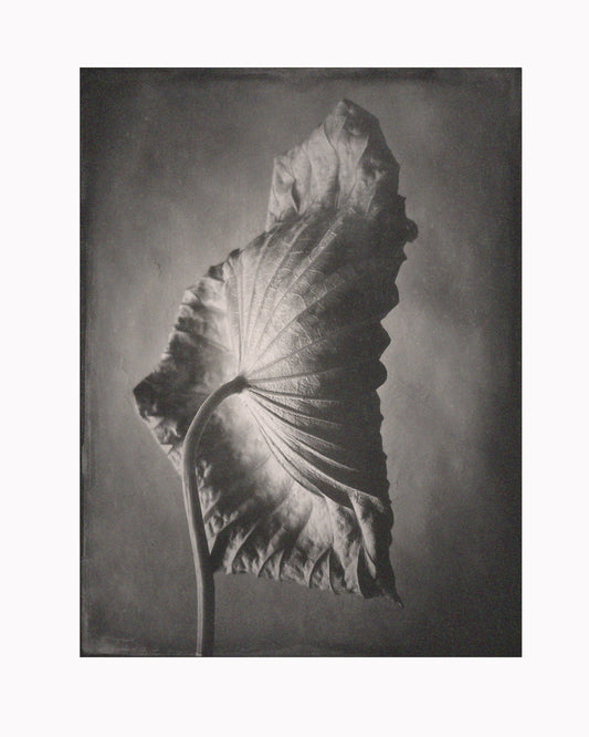 Lotus Leaf