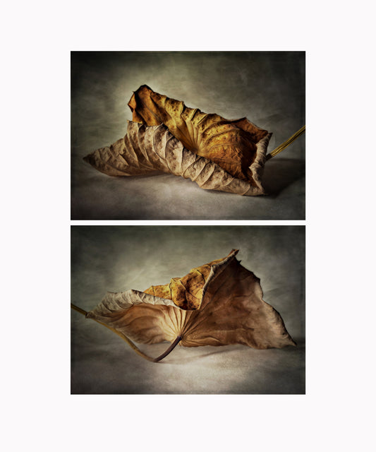 Lotus Leaf Diptych 1