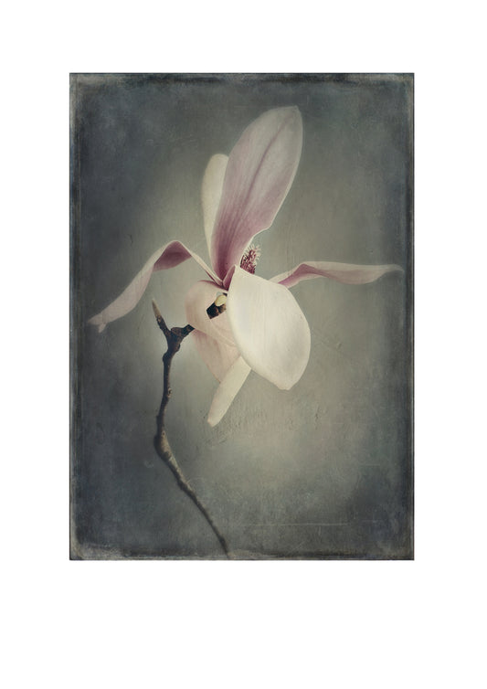 Magnolia Bloom