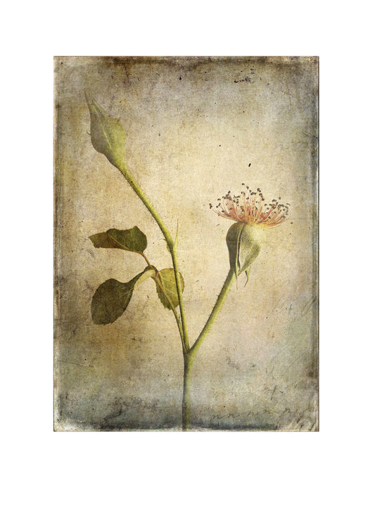 Nude Rose 1