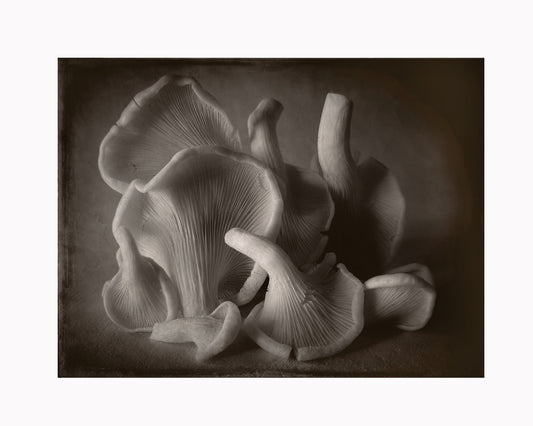 Oyster Mushroom landscape