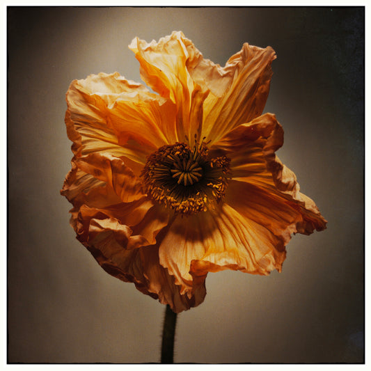 Poppy 2